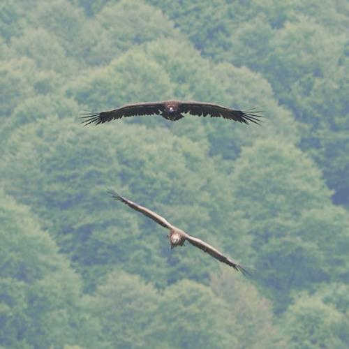 Instant Nature - Visite d'un Vautour Moine