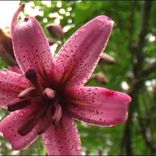 L'adaptation des plantes en montagne