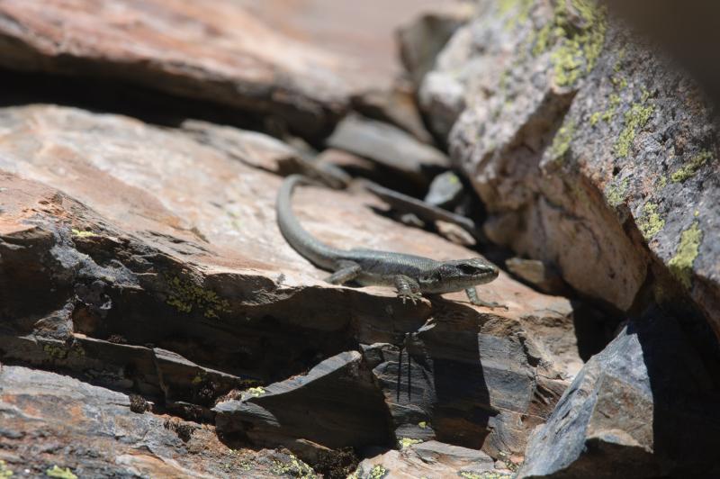 Lézard de Bonnal