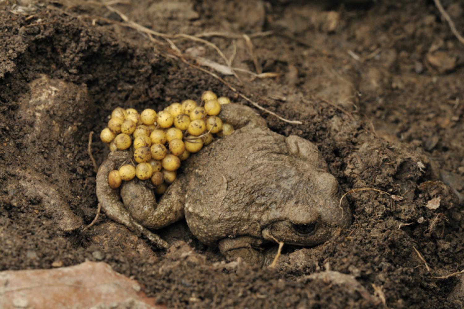 crapaud2.jpg