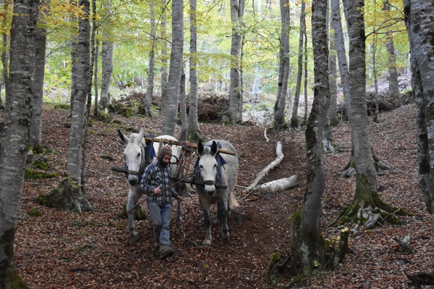 debardage_equin_sylvain_rollet2grandeimage.jpg