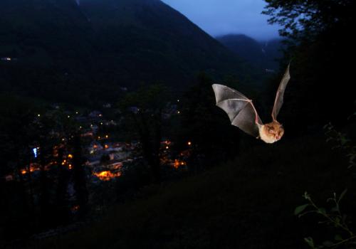 00024038_nuit_chauve_souris_pauze_cauterets_thomas_friedrich.jpg