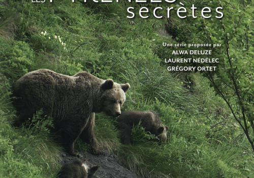 affiche ours Pyrénées secrètes