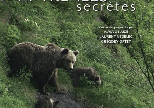 Py secrètes : ours