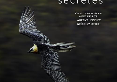 Le corsaire des cimes, le Gypaète barbu