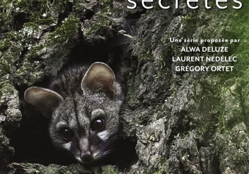 Pyrénées secrètes Genette