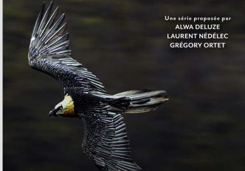 Le gypaète barbu