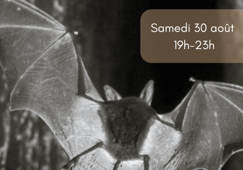 Nuit de la chauve-souris 2025