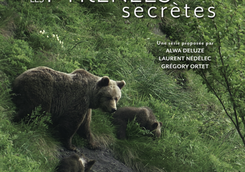 affiche ours