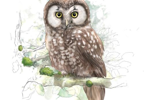 Chouette de Tengmalm