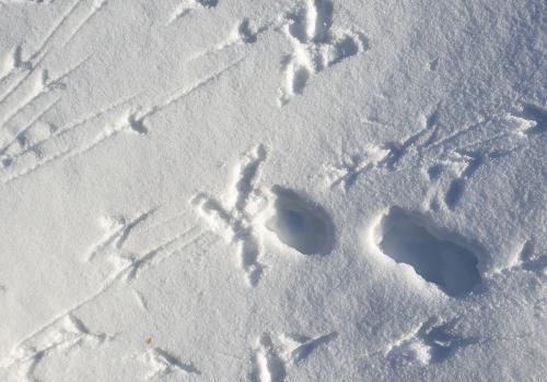 Empreintes de gypaète ©Laurent Nédelec