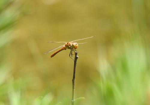 Sympetrum vulgaire ibérique 