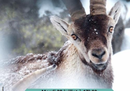 Conférence Bouquetin