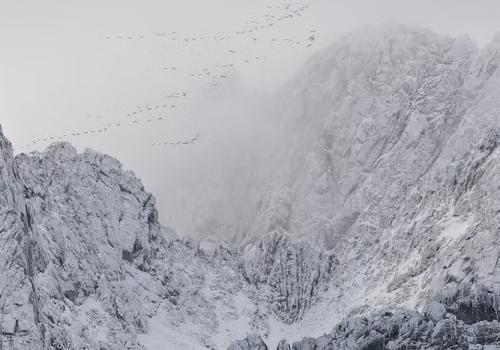 Exposition "Montagne animale"