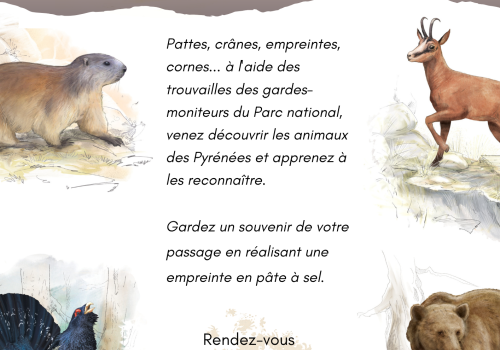 Animation faune