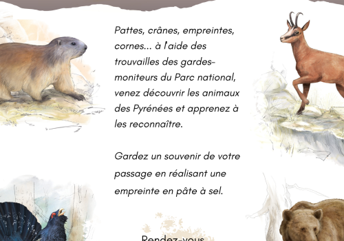 Animation faune