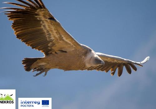 anim rapace