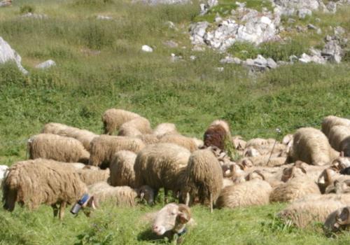 sortie pasto