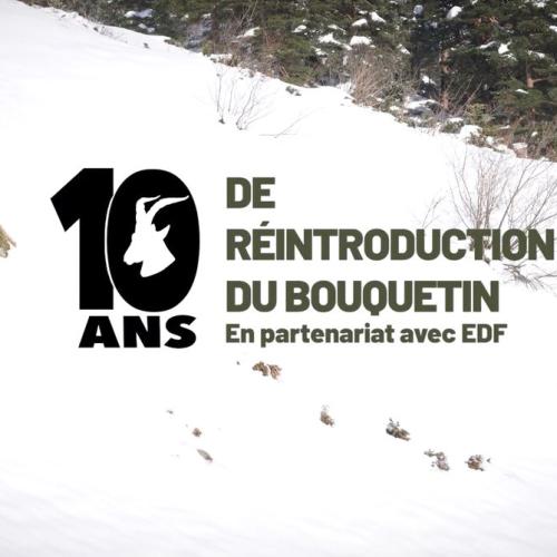 couv 10 ans de réintroduction du Bouquetin ibérique