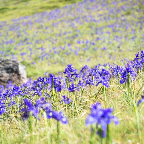 Champs d'Iris  - © Pierre Meyer 