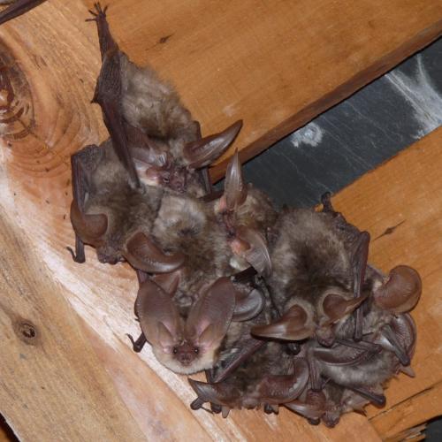 Vivre aux côtés des chauves-souris