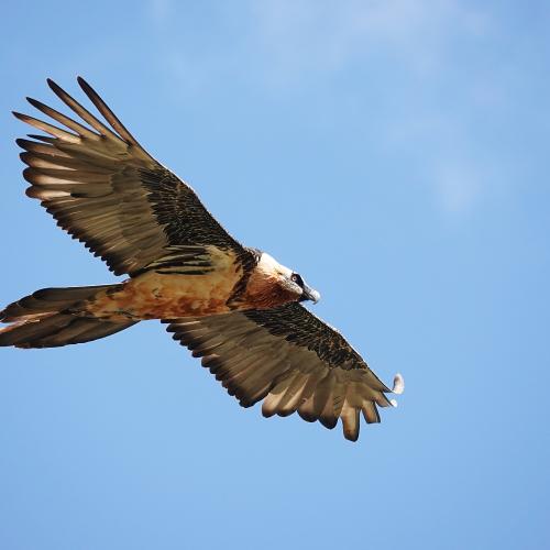 Gypaète en vol ©D. Peyrusqué - PNP