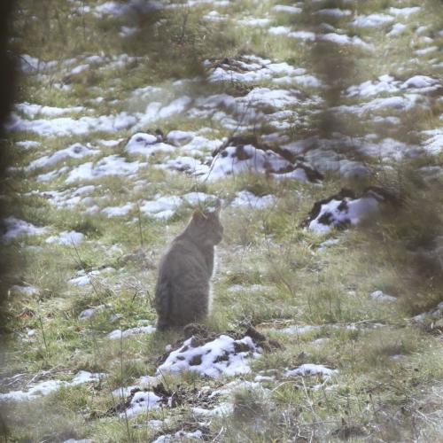 couv Instant nature chat