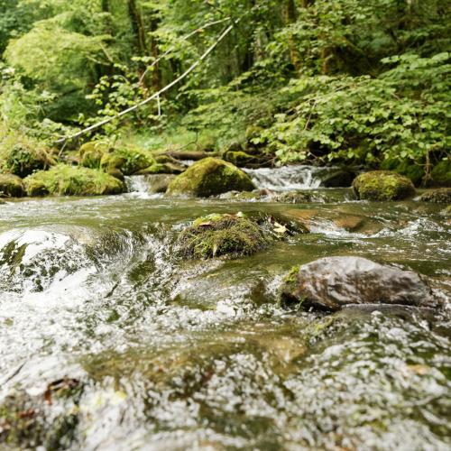 Ruisseau à escit (64) c: Christophe Cuenin - PNP