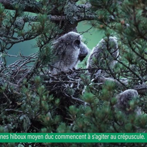 couv instant nature les noctambules