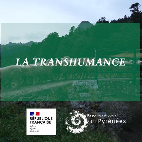 image de couv Instants Découverte la transhumance