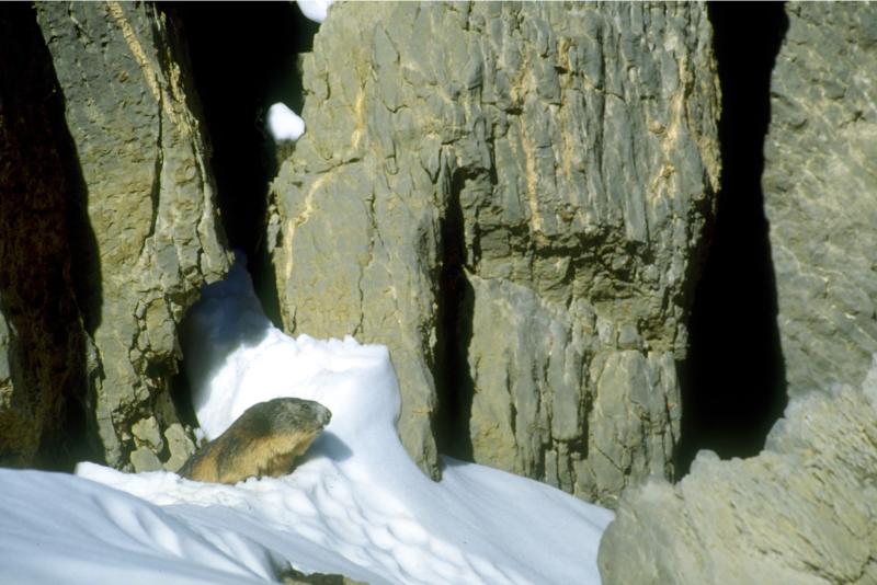 Marmotte ©F. Salles - Parc national des Pyrénées