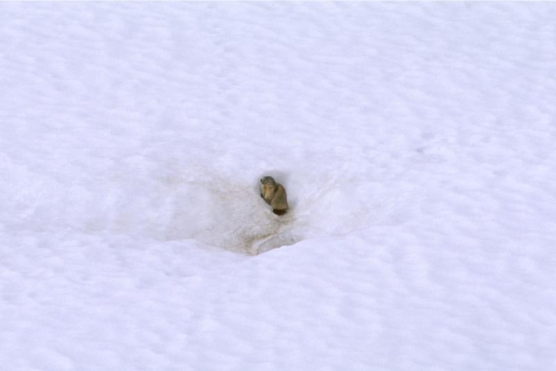 Marmotte en hiver ©J.-L. Dumerc - Parc national des Pyrénées