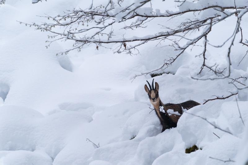 Isard ©L. Nédéléc - Parc national des Pyrénées