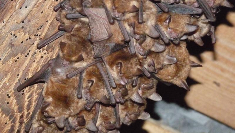 Vivre ensemble, en l'église de Vier-Bordes