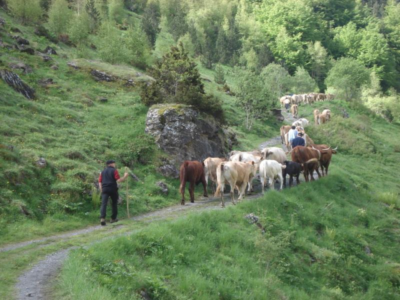 Année internationale des parcours et des éleveurs pastoraux : les animations proposées par le Parc national