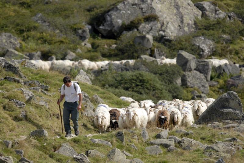 Année internationale des parcours et des éleveurs pastoraux : les animations proposées par le Parc national