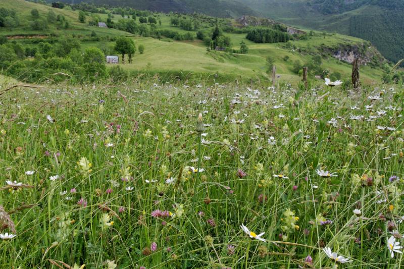 Soutien du Parc national des Pyrénées à l'agro-pastoralisme