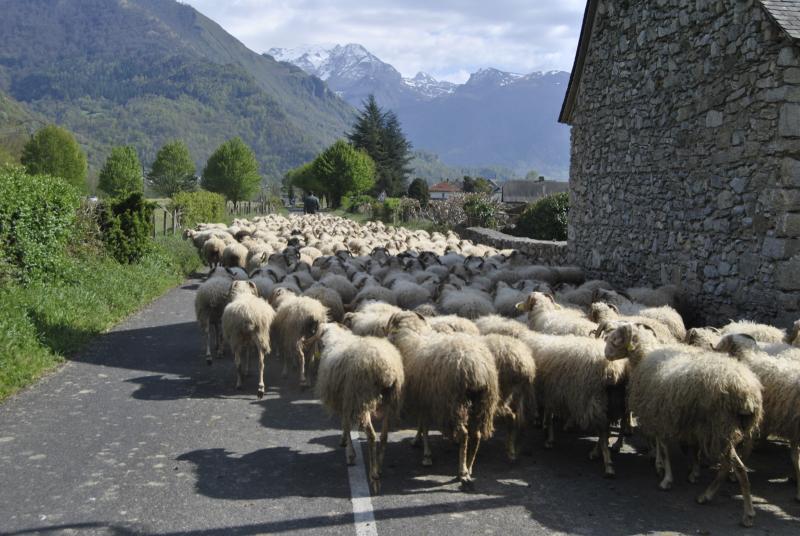 Année internationale des parcours et des éleveurs pastoraux : les animations proposées par le Parc national