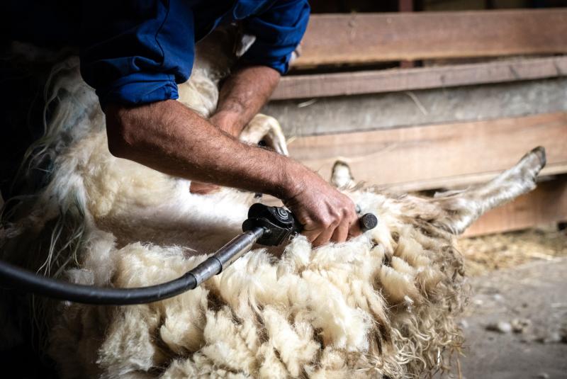 2026 : Année internationale  des parcours et des éleveurs pastoraux
