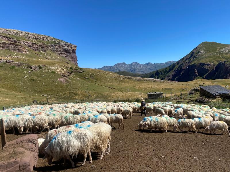 Année internationale des parcours et des éleveurs pastoraux : les animations proposées par le Parc national