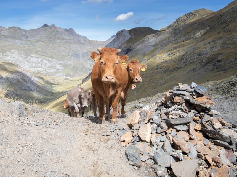 Année internationale des parcours et des éleveurs pastoraux : les animations proposées par le Parc national