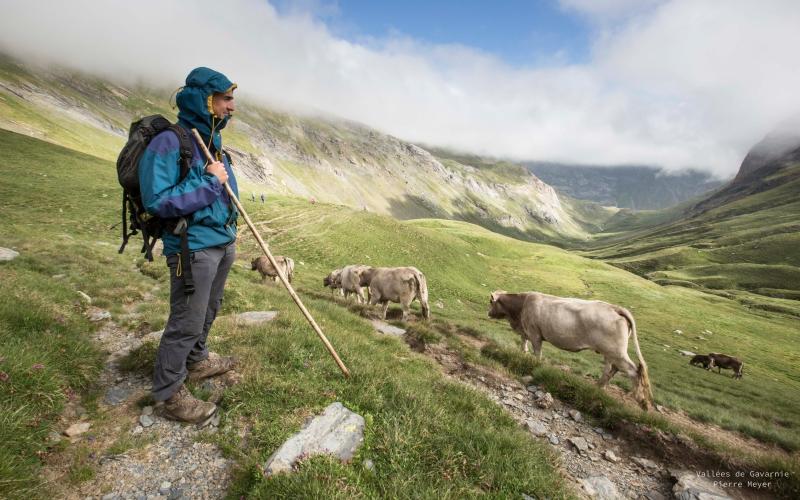 Bêtes en transhmance avec berger