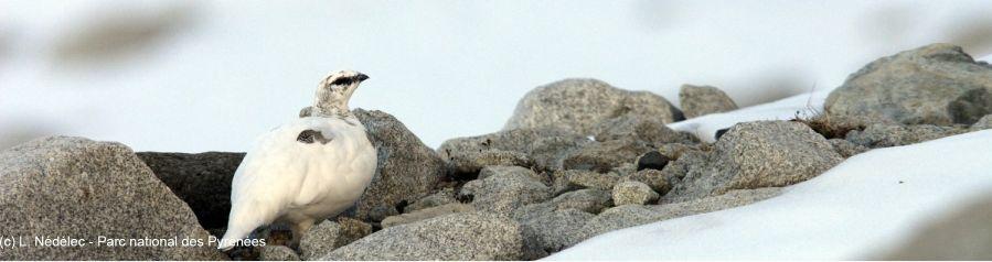 Année internationale des glaciers :  les animations proposées par le Parc national