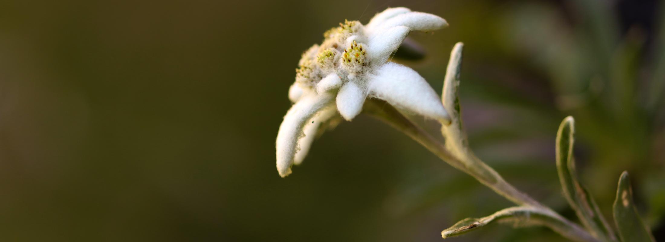 Edelweiss