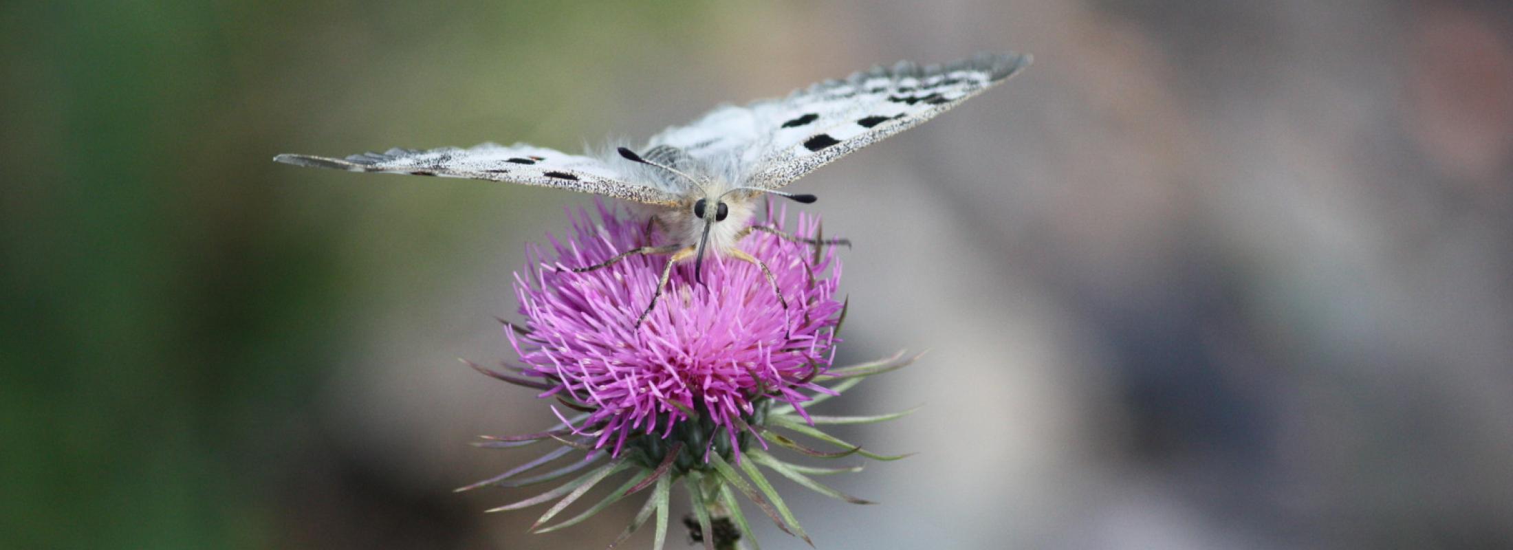Papillon