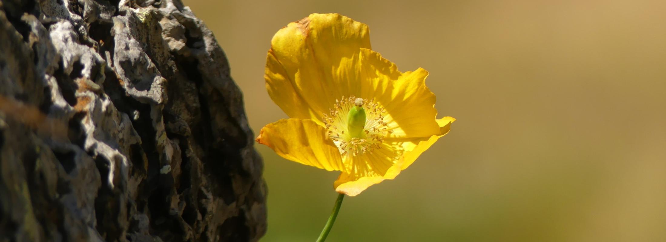 Fleur