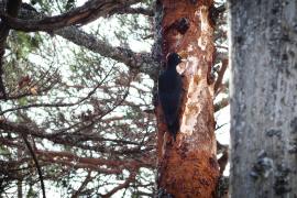 Les animations de l’ABC en terres ossaloises