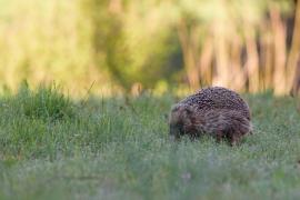 Les animations de l’ABC en terres ossaloises