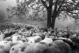 2026 : Année internationale  des parcours et des éleveurs pastoraux