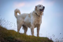 2026 : Année internationale  des parcours et des éleveurs pastoraux